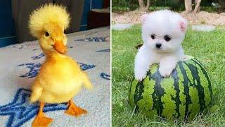 Funniest Animals 2024  Best Funny Cats and Dogs  Part 35 | Cute Baby Dogs