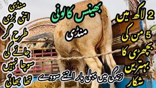 Bhains Colony Mandi Karachi Cattle Rates Update️ || 28 may 2025 || Cow Mandi 2025 