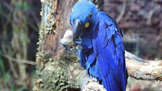 The Hyacinth Macaw: Nature’s Blue Gem