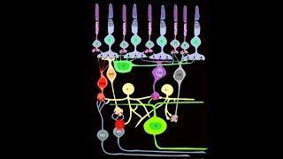 Lecture 1: A Walk-through of the Mammalian Visual System