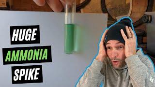 Deadly Ammonia in Pond - How to Test & Fix