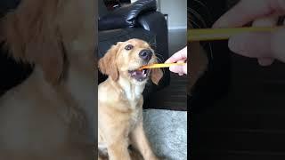 Ellie loves to have her teeth brushed, good girl.  #ellie #dog #goldenpup #doglover #puppy