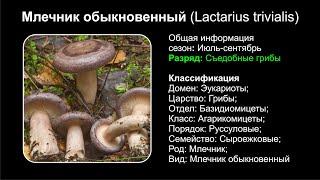 Млечник обыкновенный (Lactarius trivialis)