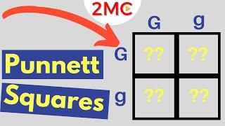 Punnett Square Basics | Mendelian Genetic Crosses