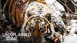 Siberian Tiger's REVENGE Against Hunter (S4) | The UnXplained | The UnXplained Zone