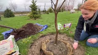 Planting Instructions for B&B Trees and Shrubs -McAuliffe’s Nursery Valley, Snohomish, WA.