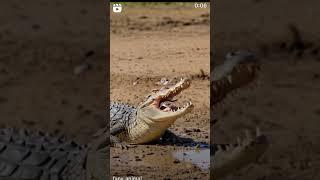 Crocodile with bird #reels #wildlife #animals #viralvideo #reelsindia #reel #youtuber #youtubevideo