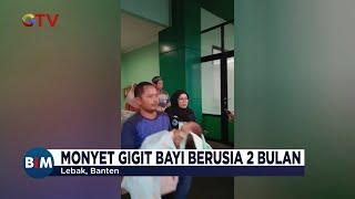 Seekor Monyet di Banten Menyerang Bayi yang Tertidur di Depan Rumahnya - BIM 30/04