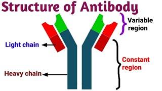 Structure of Antibody | Pravin Bhosale