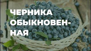 Черника обыкновенная - полезные свойства, народные рецепты и применение / Захар Травник