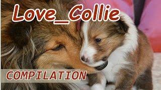 The COLLIE  dogs happy and joking. Compilation [see you] 2017 [HD] #petcarol #torodepalpite