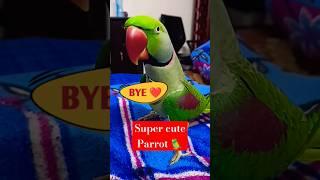 Parrot Pablo - प्यारी Bye #shorts #parrot #funny #cute