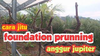 Cara jitu foundation prunning anggur jupiter sistem Y tralis ..