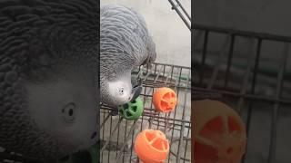 African Grey Parrot #shorts #ball #playful #parrot #africangrey