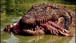 Best Horror Crocodile Movies 2024  Free Hollywood Movies English Full HD