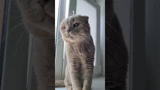 он очень добрый котик  #cat #моякошка #милота