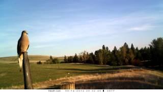 MPG Ranch: Mourning Dove singing