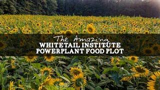 The Amazing Whitetail Institute Powerplant Food Plot