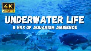 4K Underwater asmr Sounds: Relax in complete Bliss to this soothing underwater ASMR