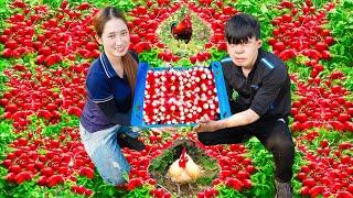 Harvesting RED RADISH Goes to the market sell - How to make Korean radish kimchi - Lý Thị Hoa