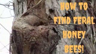 How to find FREE Honey Bees so You Know Where to Hang Your Swarm Trap or Bait Hive Part 3