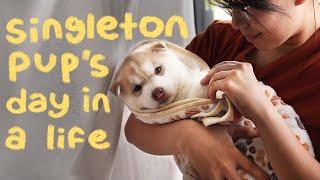 A day in a life of a SINGLETON HUSKY PUPPY!