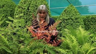 Best ferns for the garden