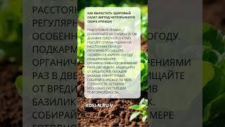 Как вырастить здоровый салат (метод непрерывного сбора урожая)