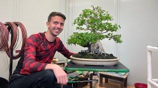 Обрезка и формирование клена. Бонсай. Bonsai. 盆栽. Япония. Japan. 日本 Купить бонсай