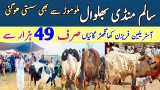 Salam Mandi Sargodha | Jersey Cross Breed Cow Price | Khangher Cows price | Pk Janwar Mandi