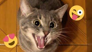  Funniest Cats and Dogs Videos  ||  Hilarious Animal Compilation №434