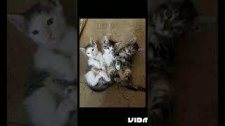 Три кота три хвоста