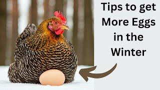 How to Keep Chickens Laying Eggs in the Winter (5 Tips)