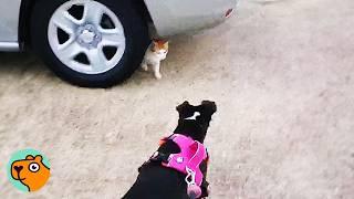 Giant Pitty Finds Stray Cat Under Car, Now They’re BFF’s | Cuddle Buddies