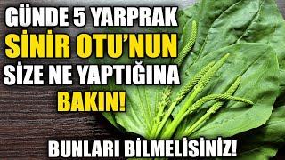 Günde 5 Adet Sinir Otu Tüketince Ne Yaptığına Bakın!