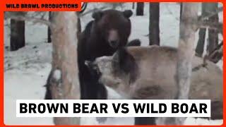 Rare footage of fight between ussuri brown bear and ussuri wild boar