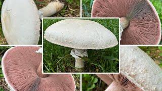 Schafchampignon essbar? | Verwechslung | Champignon oder Knollenblätterpilz? | Agaricus arvensis