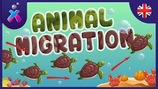 Animal Migration: Why do they do it? | Educational Videos for Kids | FlexFlix
