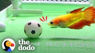 Tiny Fish Jumps Through Hoops | The Dodo