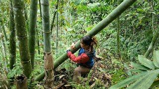 The girl went to the market to buy things - and got bamboo to prepare to build a bamboo house.