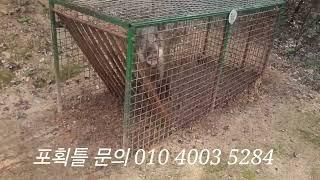 멧돼지 150근 짜리 포획 멧돼지 피해사례(문의 010 4003 5284)