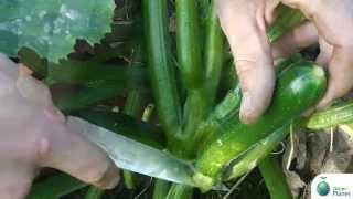 Come raccogliere le zucchine - How to harvest zucchini