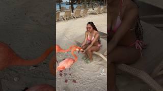 FEEDING FLAMINGOS IN ARUBATRAVEL BUCKET LIST!