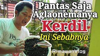 (Eps. 92) Penyebab Aglaonema Kerdil dan Cara Merawatnya | Rimawan Vlog