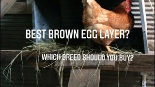 Best Brown Egg Layer? Definitely the Red Star! (aka ISA Brown,Red Sex Link) Here’s why…