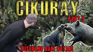 SERANGAN BABI HUTAN SAAT KITA TIDUR! #3 Gunung Cikuray