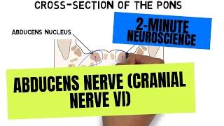 2-Minute Neuroscience: Abducens Nerve (Cranial Nerve VI)