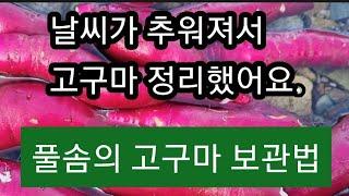 고구마 정리해서 방으로 들였어요.