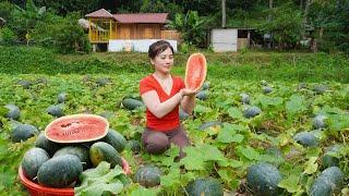 Harvesting Self-grown Watermelon Goes sell to the villagers - Herding pigs with banana stems