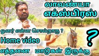 lavanya express Home video லாவண்யா எக்ஸ்பிரஸ் எத்தனை காளைகள் இருக்கு சிறப்பு பார்வை